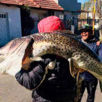 FEDERACIÓN | Pescó surubí de más 40 kilos en el río Uruguay y se lo llevó al hombro a su casa