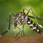 Alerta epidemiológica de Dengue: Piden extremar los cuidados en el verano
