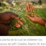 CIENCIA Y SALUD | Qué es el teff, el superalimento que puede hacer que los panes sean más saludables