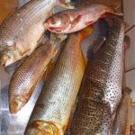 La Provincia restringe la pesca del sábalo, el dorado y el surubí en Entre Ríos: los detalles de la medida